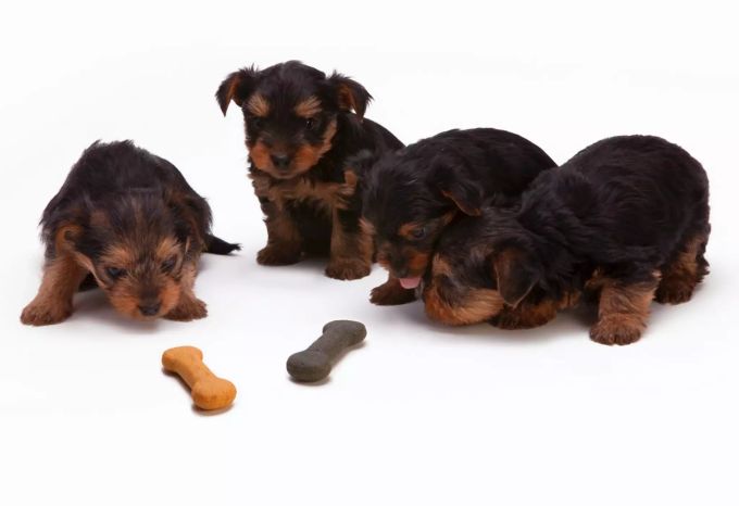 Welpen müssen öfter gefüttert werden als erwachsene Hunde. Welpen