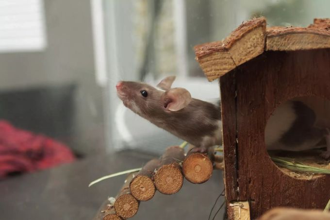 Eine Maus braucht Beschäftigung. Eine Maus