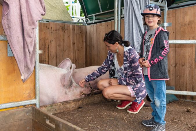 Noch etwas zaghaft: Diese Schweine lassen sich gerne streicheln.