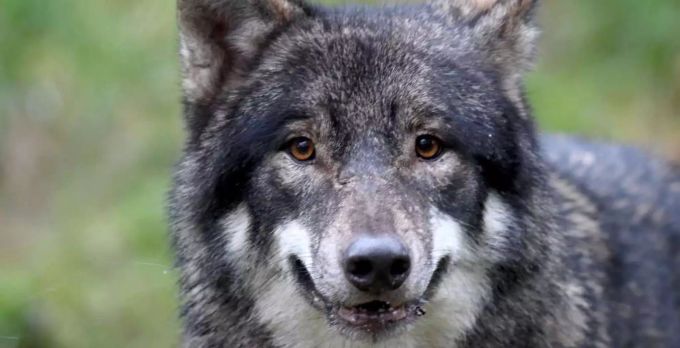 Die Abstimmung zur Revision des Jagdgesetzes sorge in Graubünden für dicke Luft. graubünden