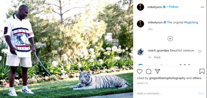 Mike Tyson mit seiner Tigerdame Kenya. Mike Tyson Tiger King