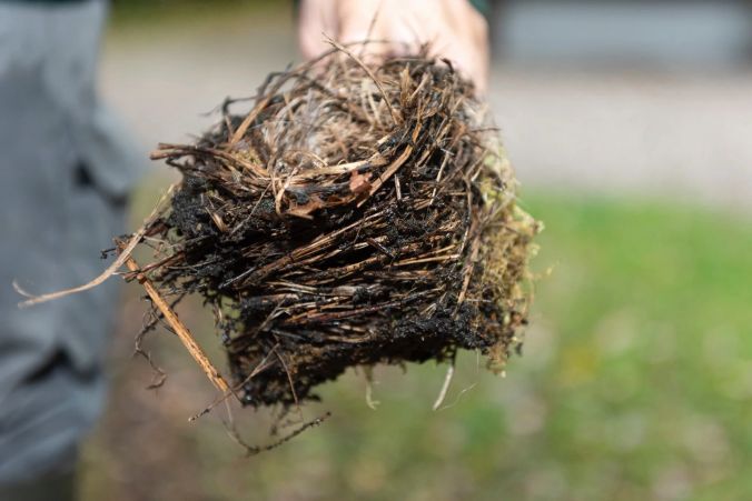 Das Nest bleibt uns Menschen im Innern der Brutkästen verborgen.