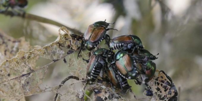 An der Autobahn 96 - Japankäfer in Lindau am Bodensee (D) gefunden
