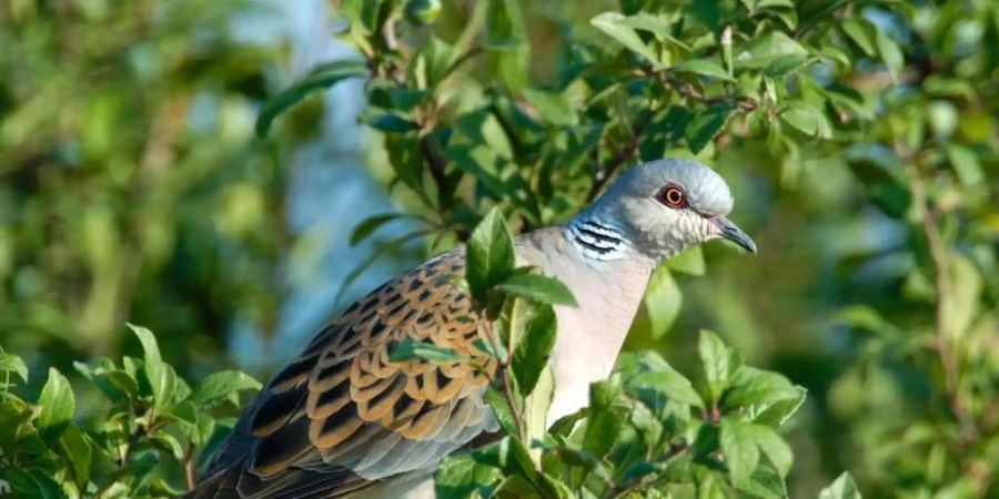 Die Turteltaube ist «Vogel des Jahres 2020». Foto: Manfred Delpho/NABU/dpa