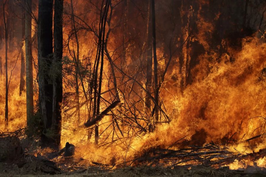 buschbrände feuer australien