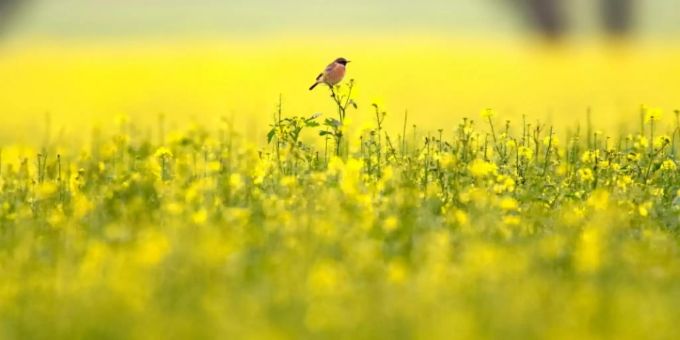 Ein Vogel auf einem Feld. Vogel Roboter