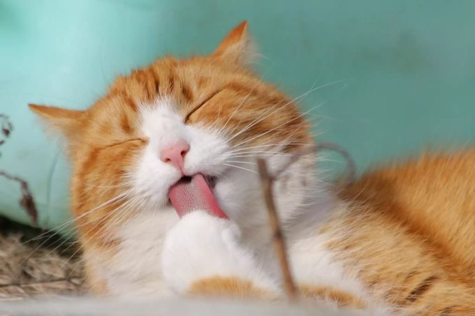 Faszinierende Katze. Eine Katze
