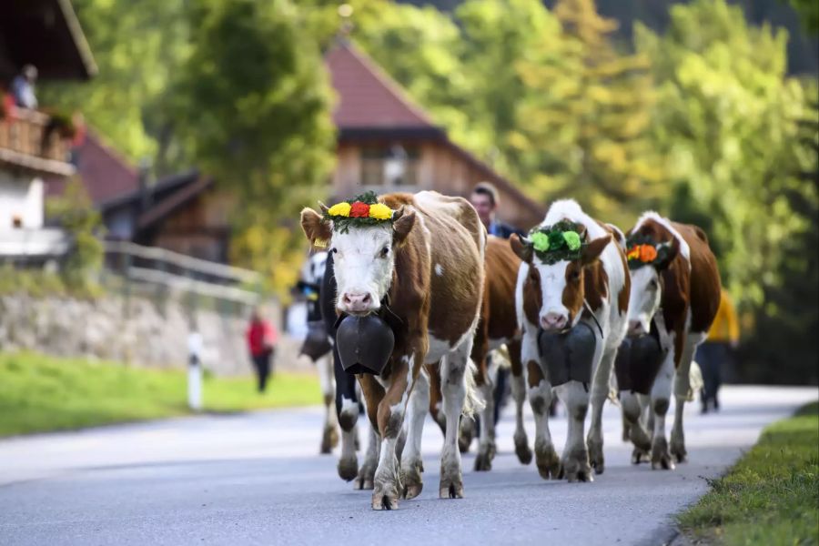 Almabstieg in der Schweiz