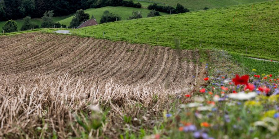 Landwirtschaft. (Symbolbild)