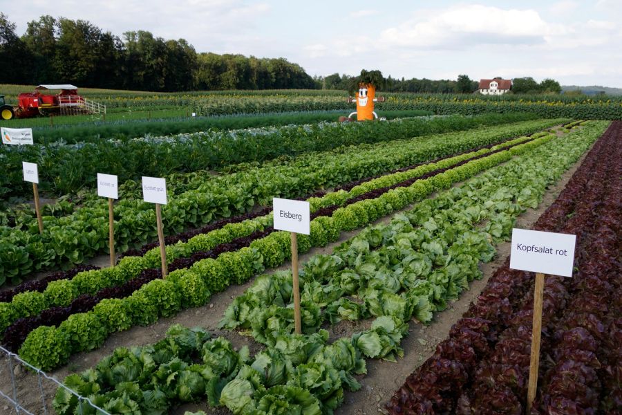 Gemüsegarten