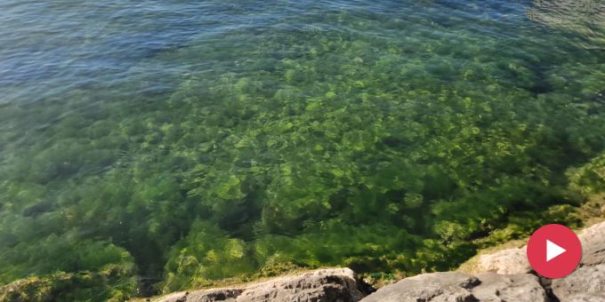 Unterwasser-Videos - In Seebadis wuchern jetzt die Algen und Pflanzen