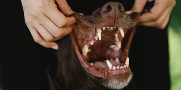 Hundegebiss