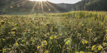 Atomendlager Tiefenlager Radioaktive Abfälle