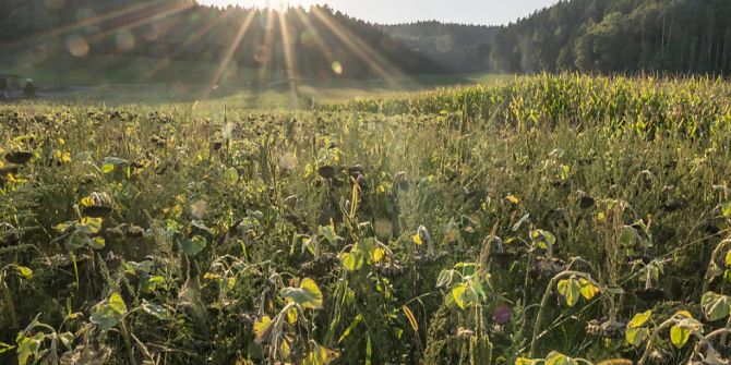 Atomendlager Tiefenlager Radioaktive Abfälle
