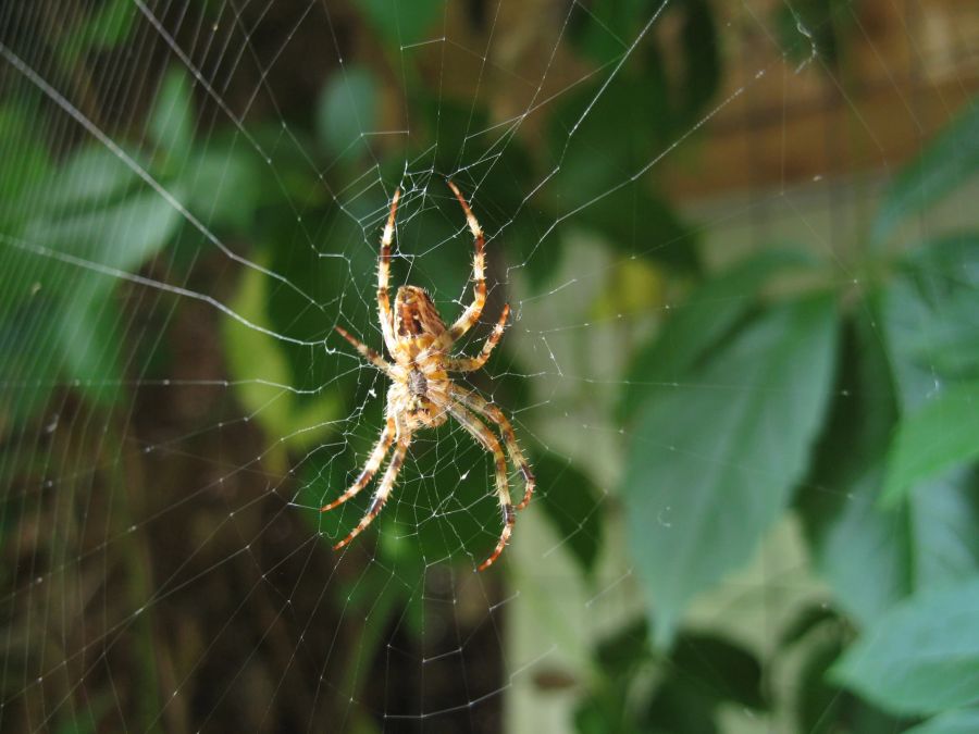 Auch diese Spinnen sorgen bei vielen für Unbehagen. Die Gartenkreuzspinne.