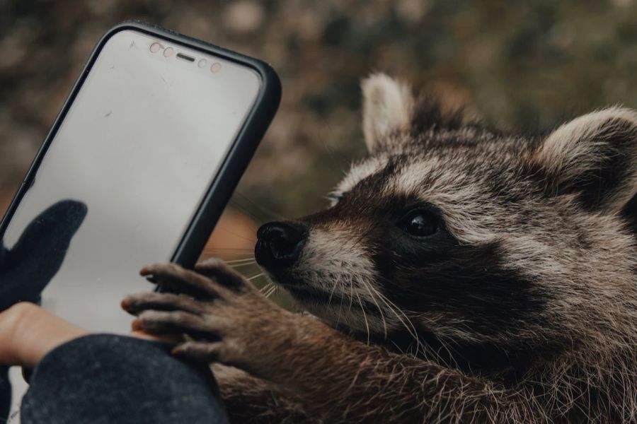 Waschbär Smartphone Hand Zutraulich