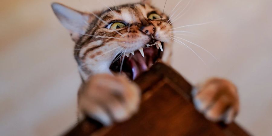 Weil er seine Katze aus einem Fenster im sechsten Stock geworfen und auf diese Weise getötet hatte, ist ein Mann in Costa Rica zu einer zweijährigen Bewährungsstrafe verurteilt worden. (Symbolbild)