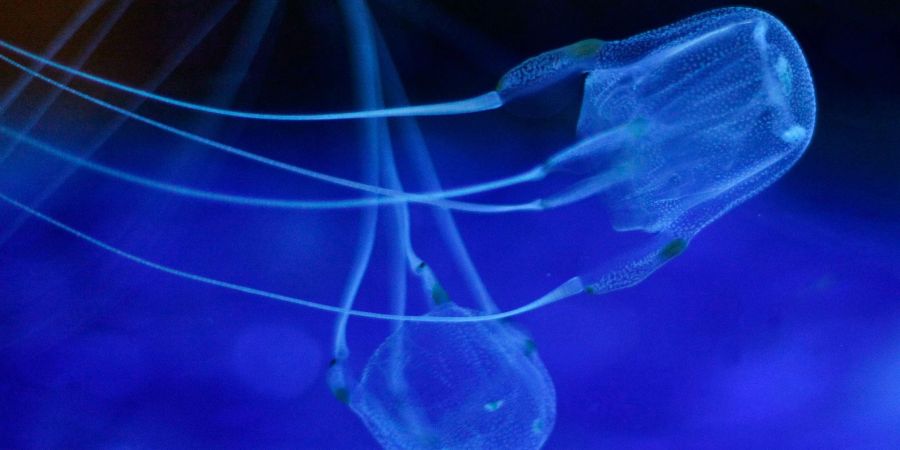 Zwei Würfelquallen beim Schwimmen im Two Oceans Aquarium. Sie gehören zur Gruppe der Seewespen. Diese gelten als die giftigsten Tiere der Welt. Ihre Nesselzellen können einen Menschen innerhalb weniger Minuten töten.