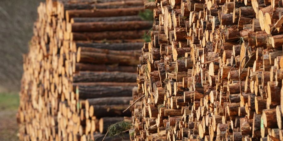 Mehrere Festmeter frisch geschlagene Baumstämme liegen am Waldrand auf einem Polter in Brandenburg. Schon am 4. Mai sind die biotischen und abiotischen Rohstoffe in Deutschland für 2022 aufgebraucht.