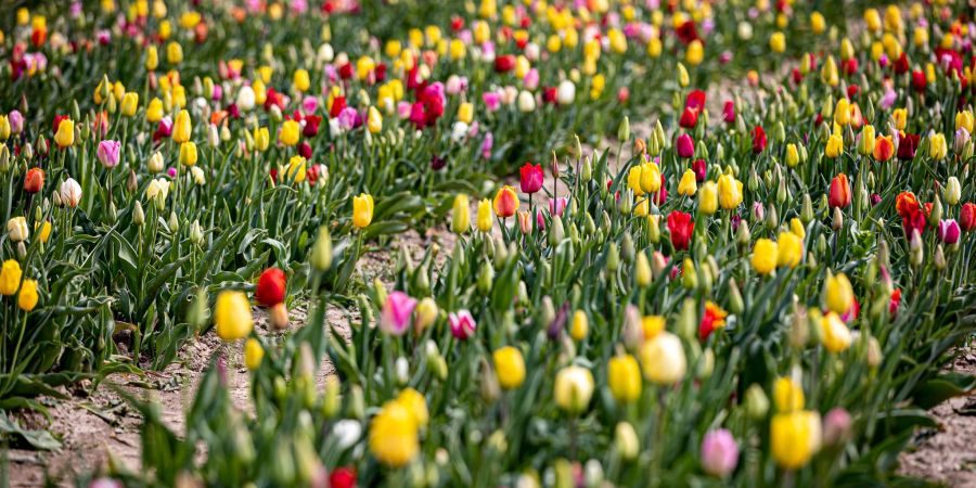 Tulpen