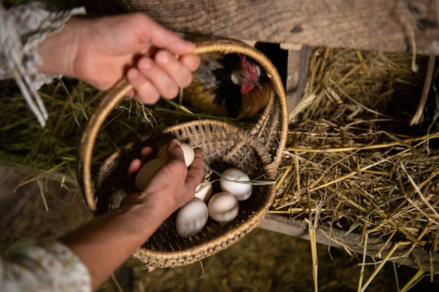 Korb Eier Hände Hühnerstall Huhn