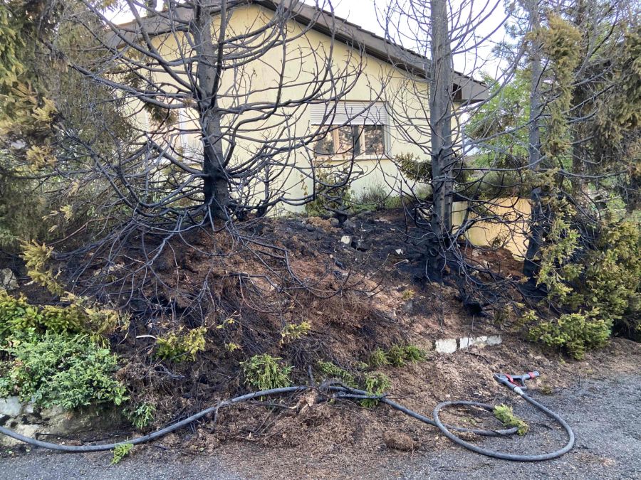 Heckenbrand in Bergdietikon