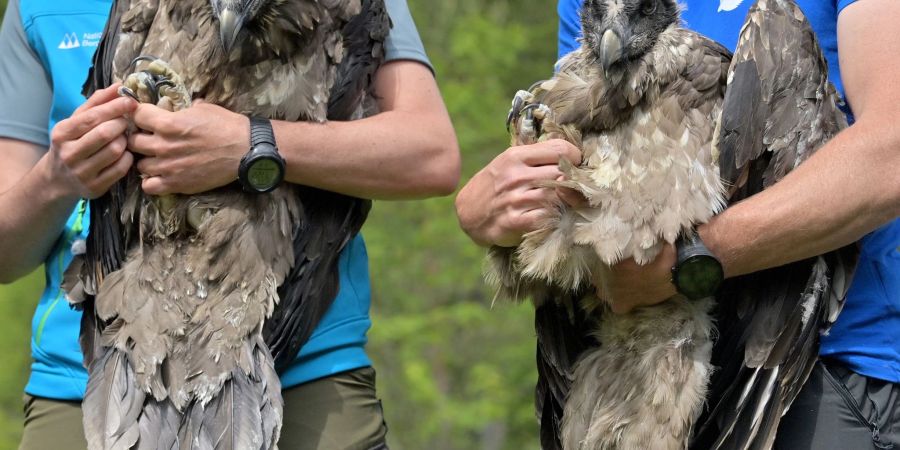 Die Bartgeierweibchen Wally (l) und Bavaria wurden vor einem Jahr ausgewildert.