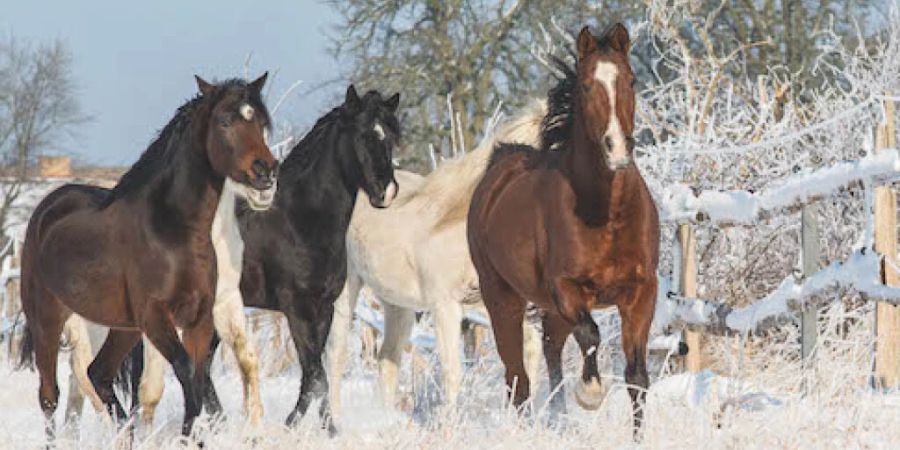 Reiter sollen höchstens 15 Prozent des Pferdegewichts wiegen: Araber im Schnee.