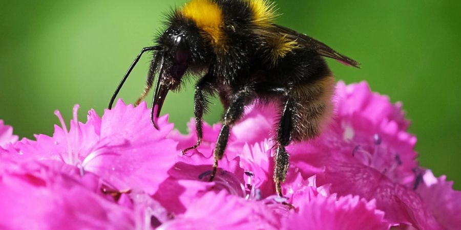 Am Freitag startet wieder die bundesweite Mitmachaktion «Insektensommer» des Naturschutzbunds Deutschland (Nabu).