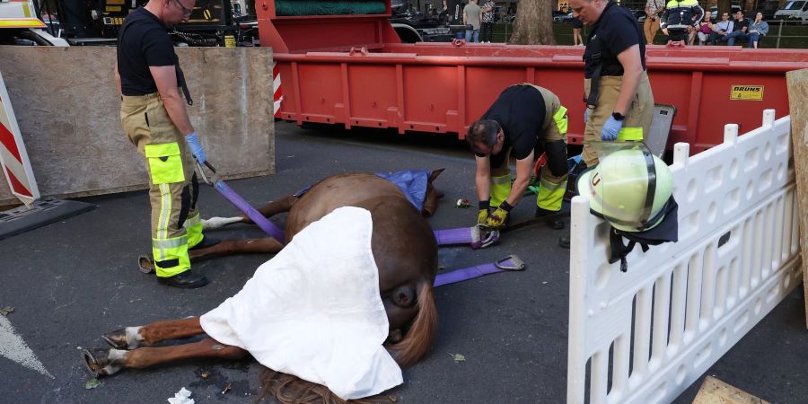 Feuerwehrmänner bereiten den Abtransport von dem toten Pferd auf der Königsallee vor.