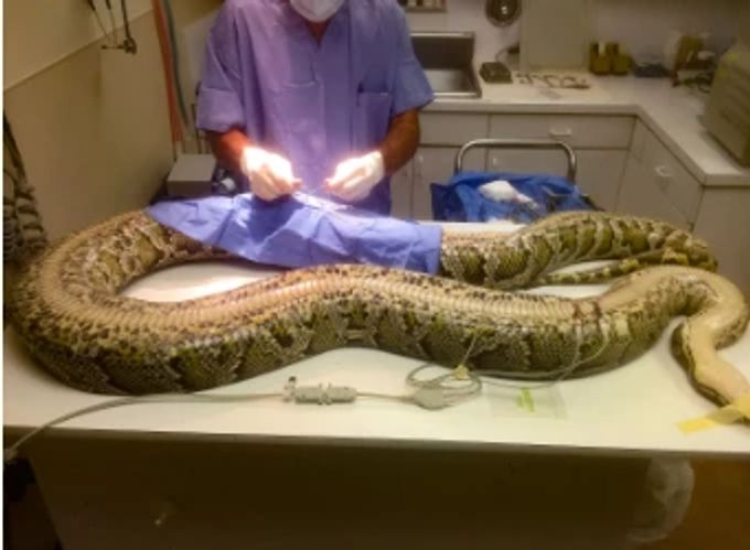 Bei der Obduktion wurden Hufe im Magen der Schlange gefunden. Florida Rekord Python