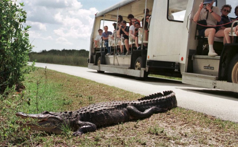 Florida Touristen Alligator