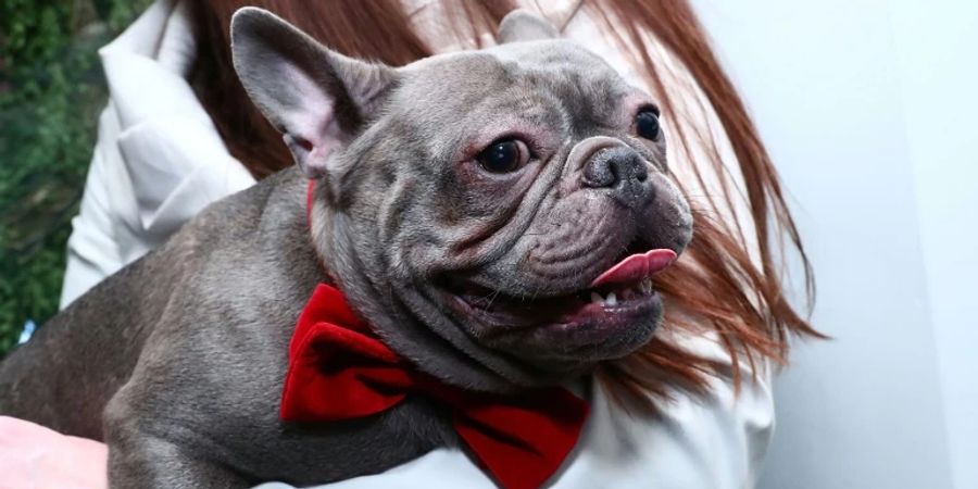 Französische Bulldogge