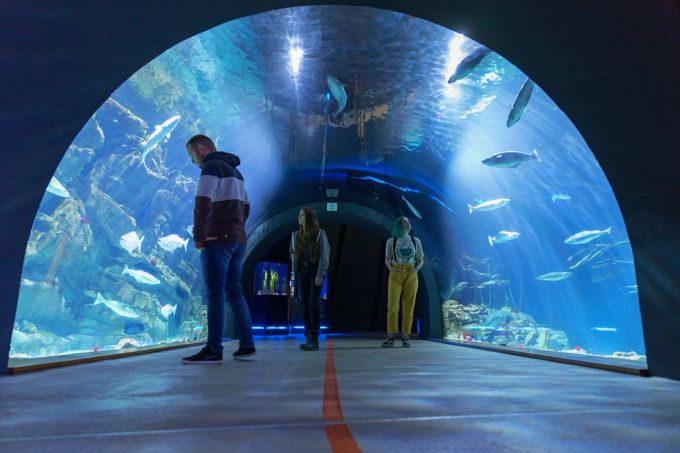 Faszinierendes Tunnelaquarium. Tunnelaquarium Helgoland im Ozeaneum.