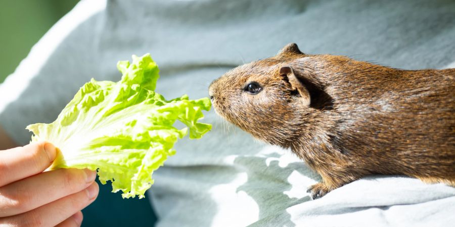 Meerschwein frisst Salat