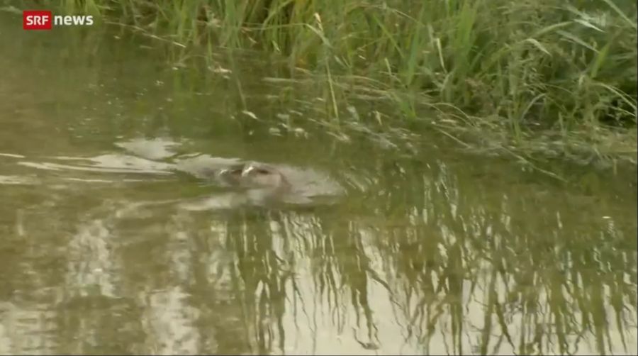 Die Behörden gaben daraufhin Entwarnung - es handelt sich um das Liebesspiel der Fische.