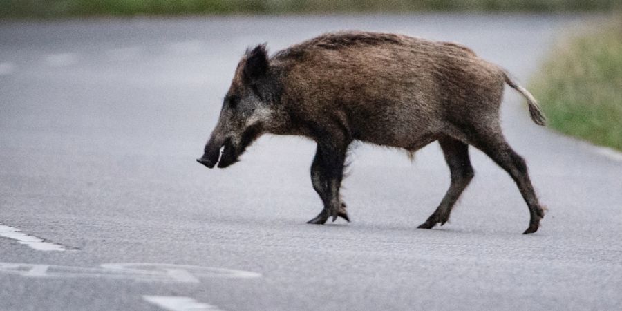 ARCHIV - Ein Wildschwein läuft über eine Straße. Foto: Paul Zinken/dpa