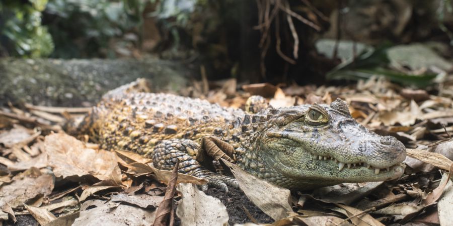 krokodil