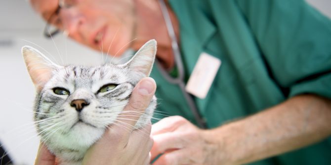 Katze Tierarzt