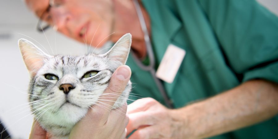 Katze Tierarzt