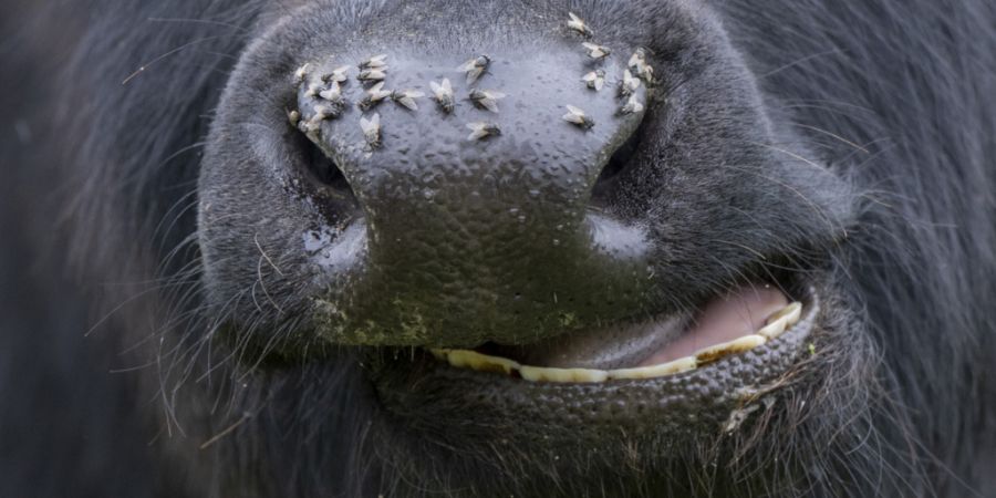 Ob Insekt oder Säugetier: Der Rhythmus der Sprache der Tiere ist laut einer neuen Studie überraschend ähnlich. (Symbolbild)