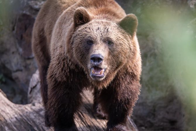 braunbären
