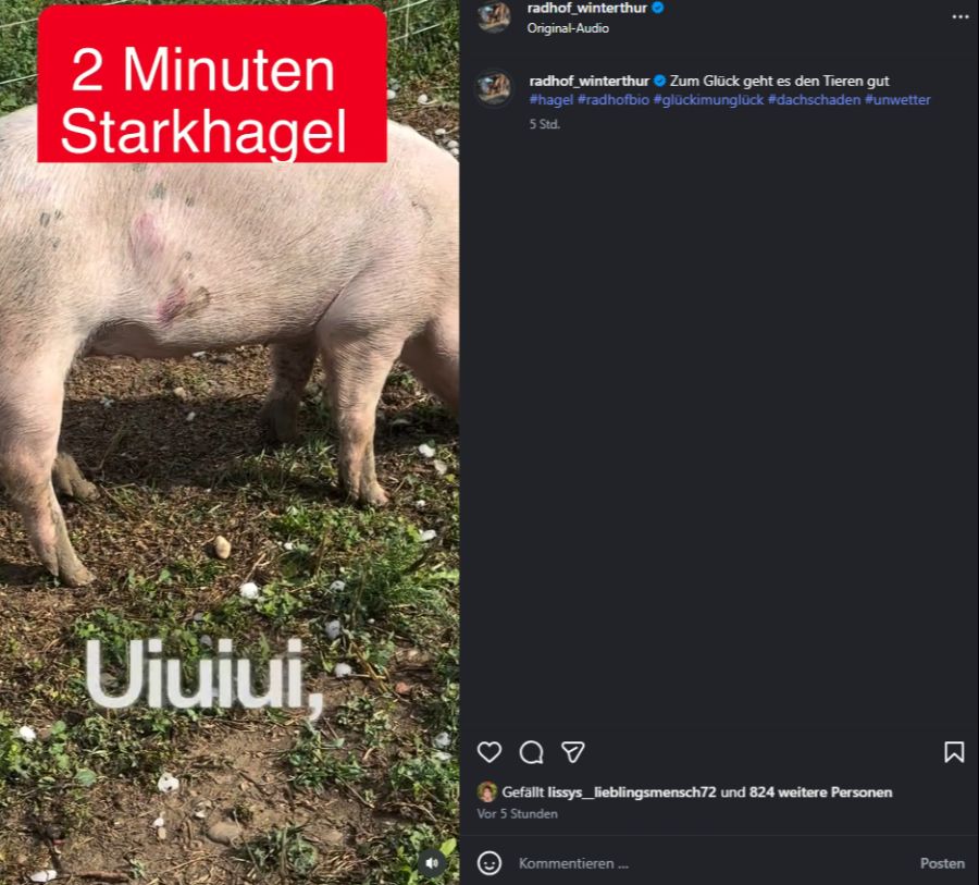 Die Säuli von Bio-Bauer Mathias Werren in Winterthur hat der Hagel heftig erwischt – einige haben sogar blaue Flecken davongetragen.