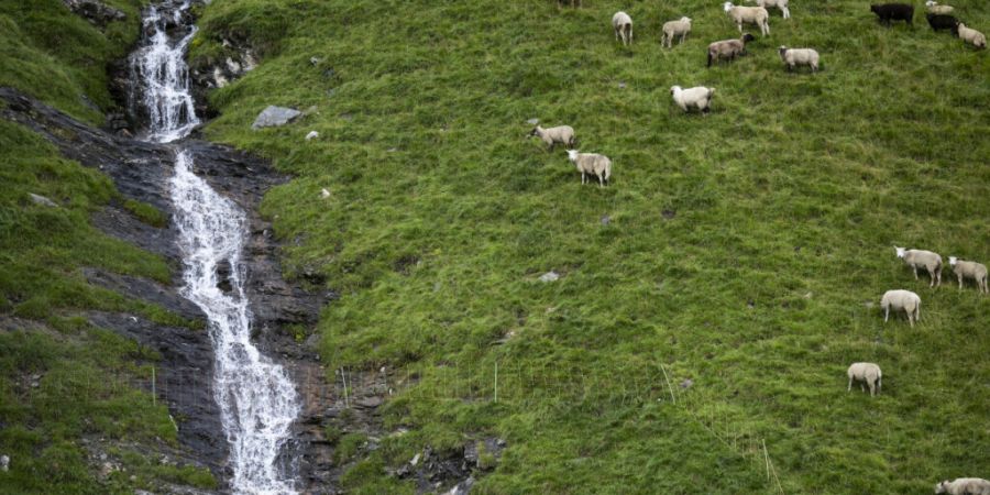 In Oberiberg SZ hat mutmasslich ein Wolf zwei Schafe im Gebiet Rieter gerissen. (Symbolbild)