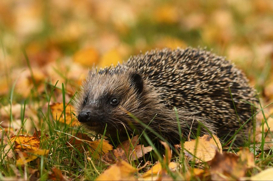 Igel