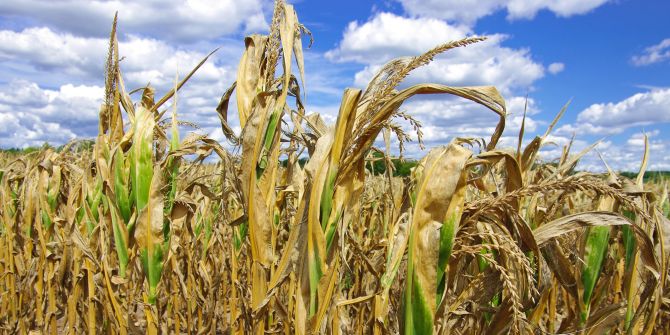 Maisfeld Mais Trockenheit Landwirtschaft