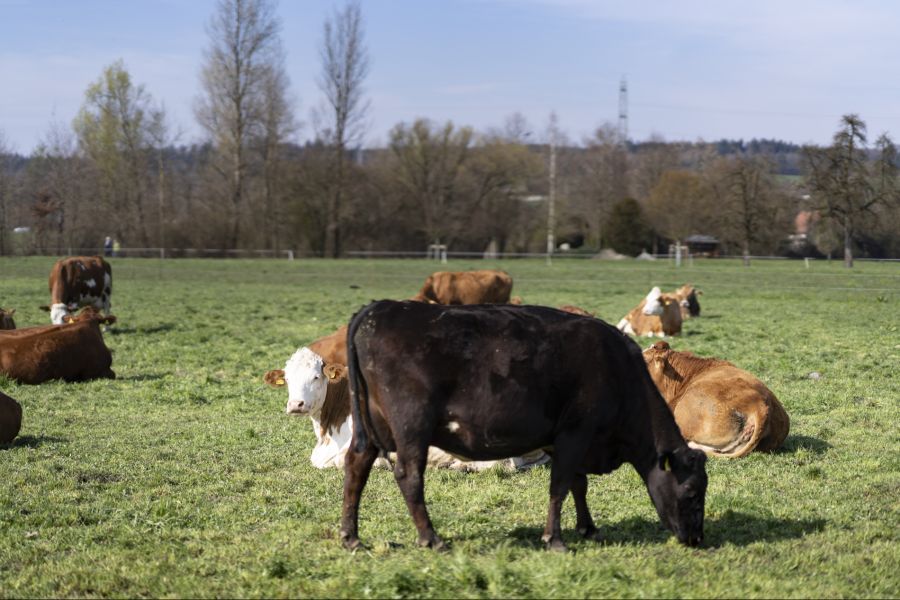Kühe können sogar sterben, fressen sie durch Hundekot verschmutztes Gras.
