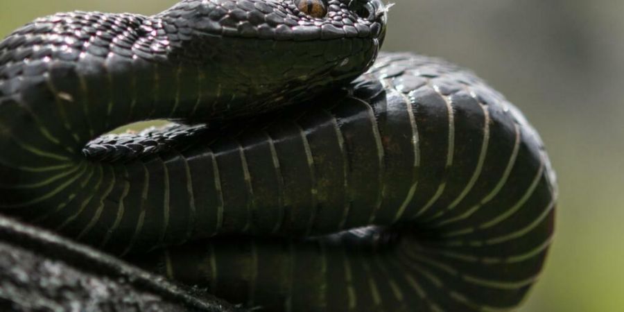 Mutmasslich eine Aspisviper hat am Montag einen 35-jährigen Kletterer bei Balsthal SO gebissen. Ein Rettungshelikopter flog den Mann ins Spital nach Bern, wo ein Gegengift bereitstand....
