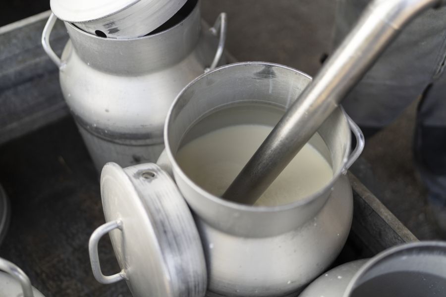 Für eine Studie wurden Milchproben von 17 Schweizer Bauernhöfen analysiert.