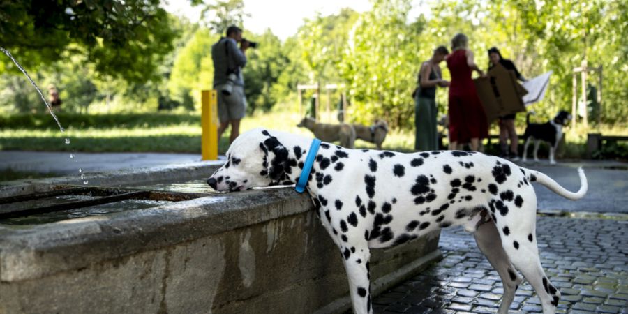 Hundebesitzerinnen und -besitzer müssen eine Wasserflasche mitführen, mit welcher sie den Urin ihrer Tiere wegspülen. (Archivbild)